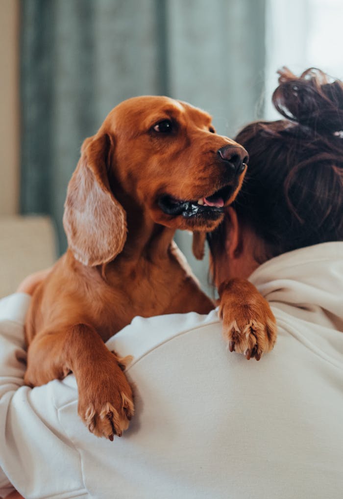 Contact Unrecognizable female owner with dark hair and in hoodie cuddling cute purebred brown Labrador Retriever while dog looking away in light living room
